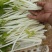 云南精品白芹菜苗批发深受云贵川消者喜欢、全国走货