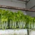 云南精品白芹菜苗批发深受云贵川消者喜欢、全国走货