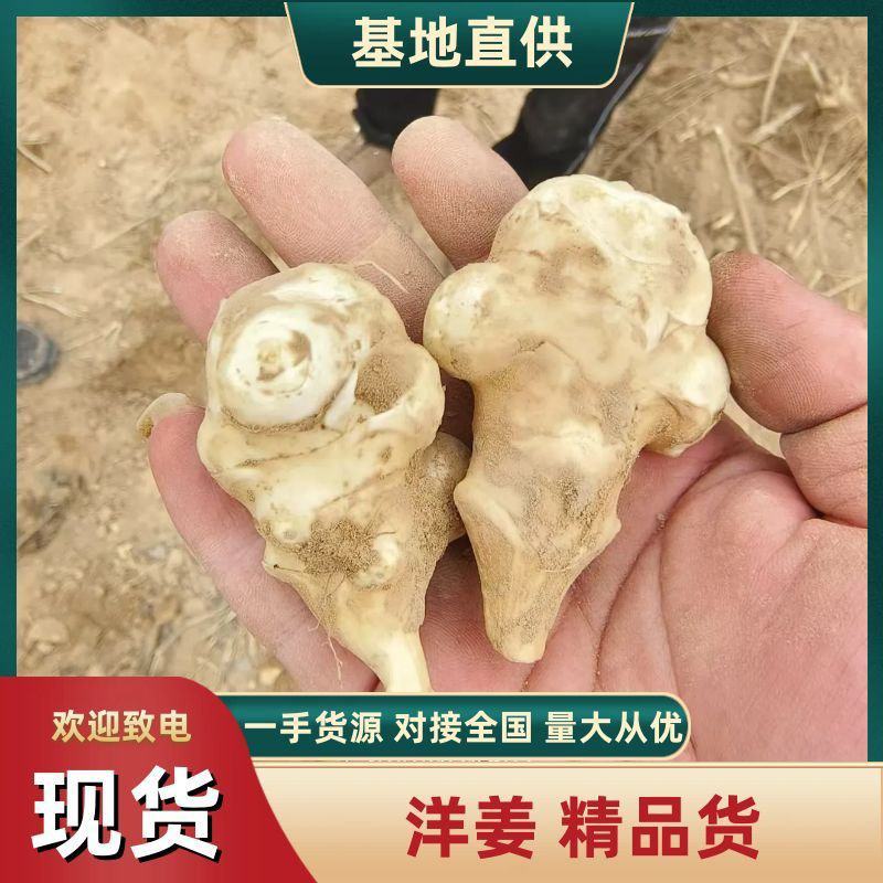 优质白洋姜