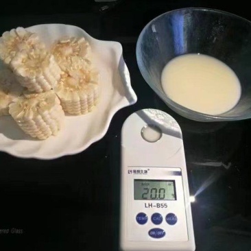 雪甜7401白色水果玉米种子，纯甜无渣，爆浆可口