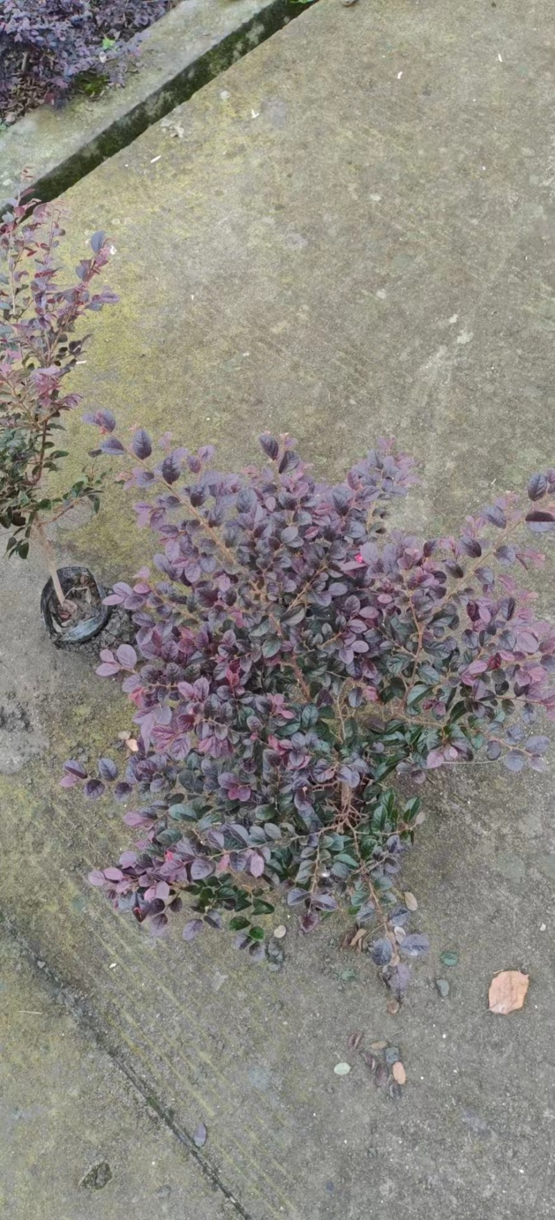 郫都区红继木种植基地，红继木种植户自家货源，成都红继木价