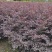 郫都区红继木种植基地，红继木种植户自家货源，成都红继木价