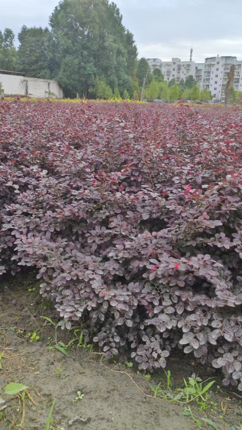 郫都区红继木种植基地，红继木种植户自家货源，成都红继木价