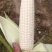 雪甜7401白色水果玉米种子，纯甜无渣，爆浆可口