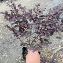 郫都区红继木种植基地，红继木种植户自家货源，成都红继木价