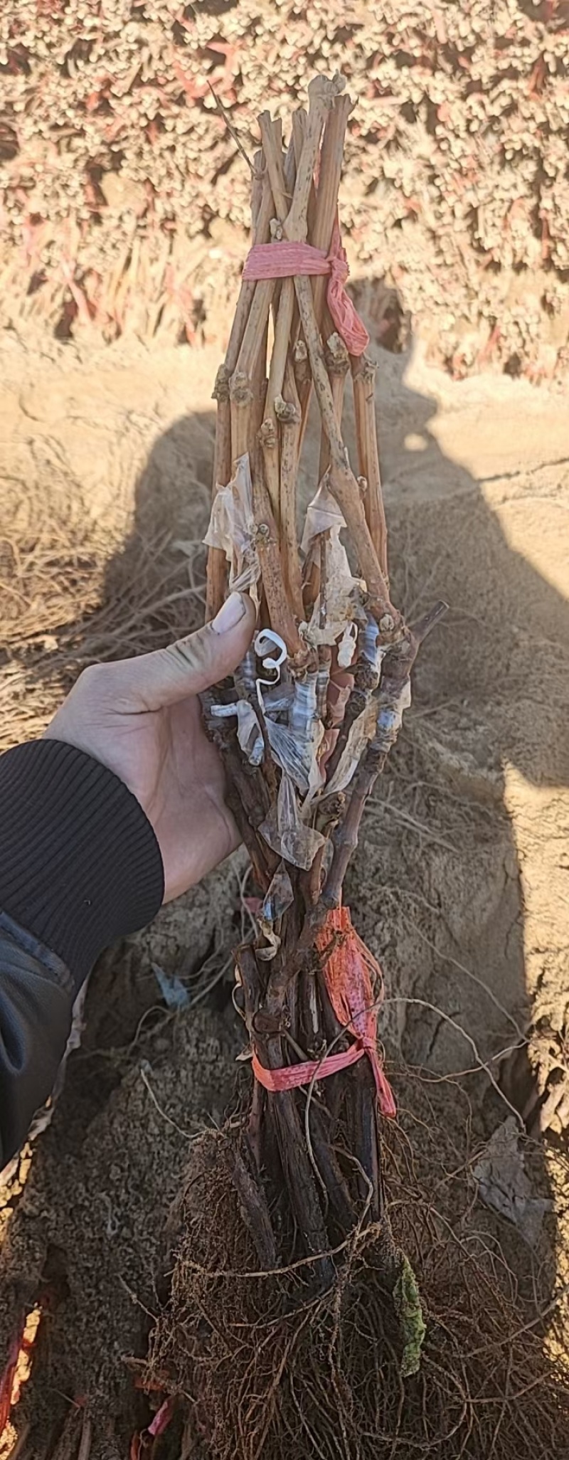 出售葡萄苗抗重茬根系嫁接保证上色妮娜皇后葡萄苗