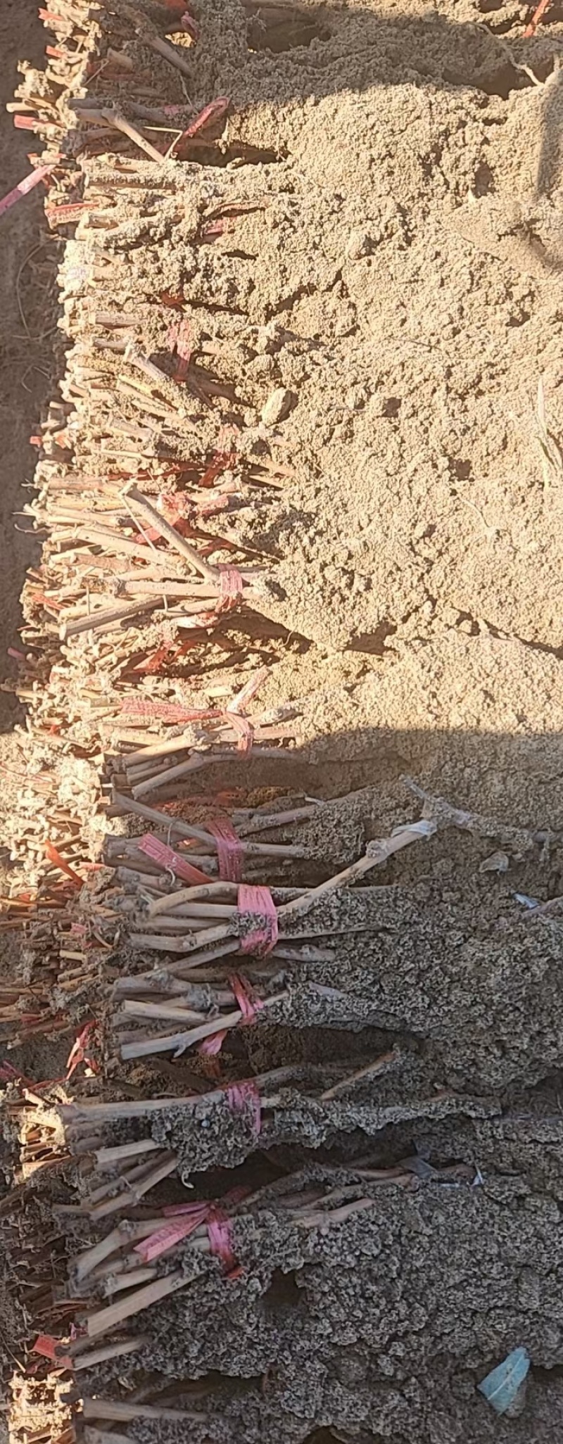 出售葡萄苗抗重茬根系嫁接保证上色妮娜皇后葡萄苗