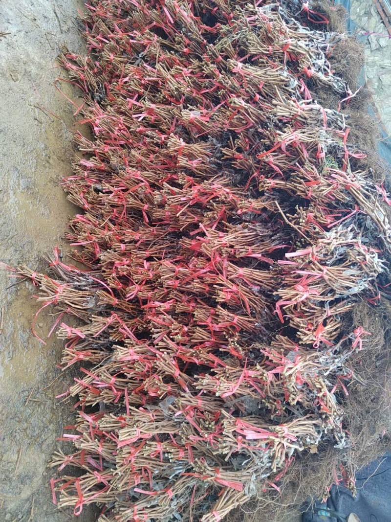 出售葡萄苗抗重茬根系嫁接保证上色妮娜皇后葡萄苗