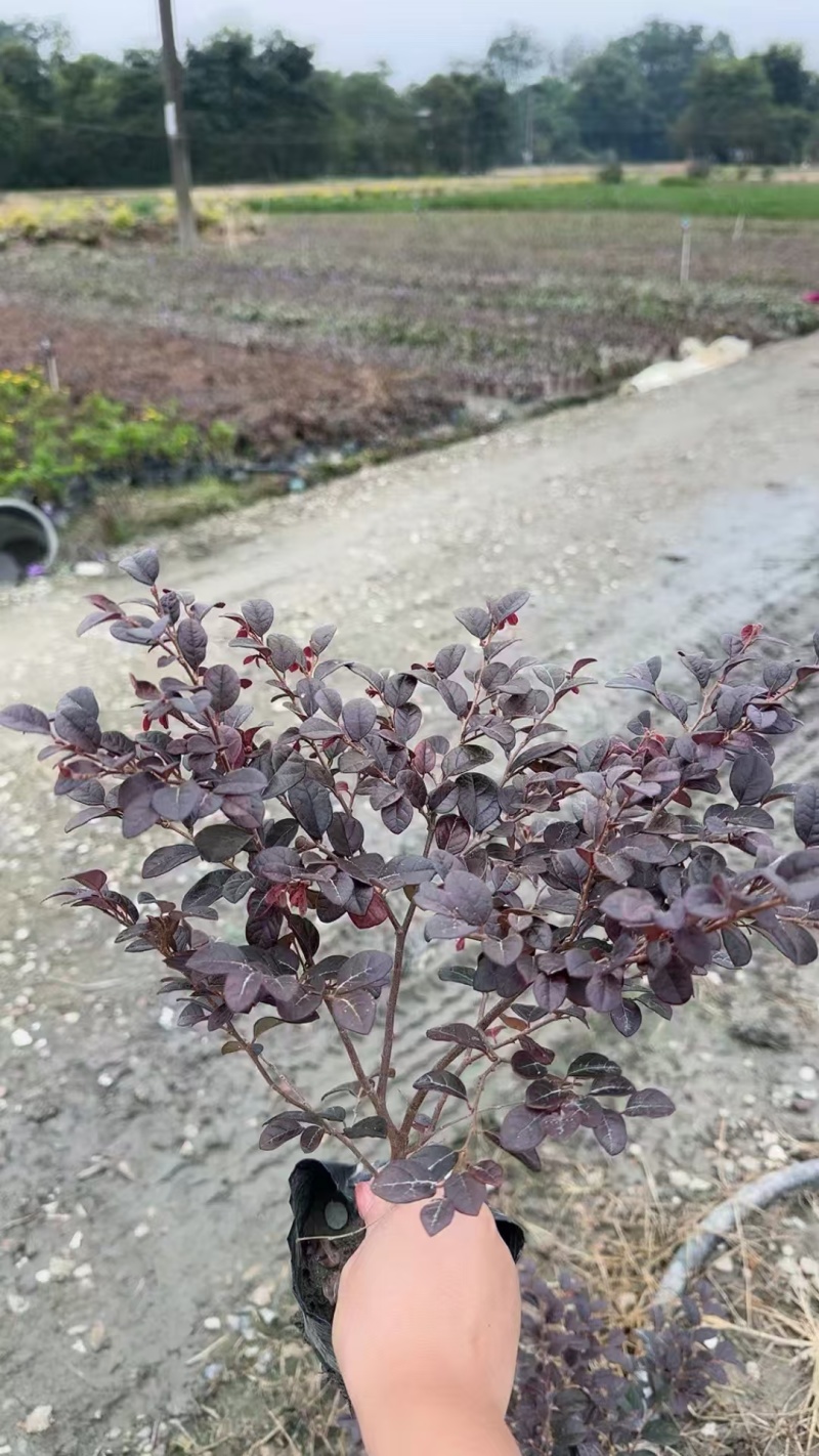 郫都区红继木种植基地，红继木种植户自家货源，成都红继木价