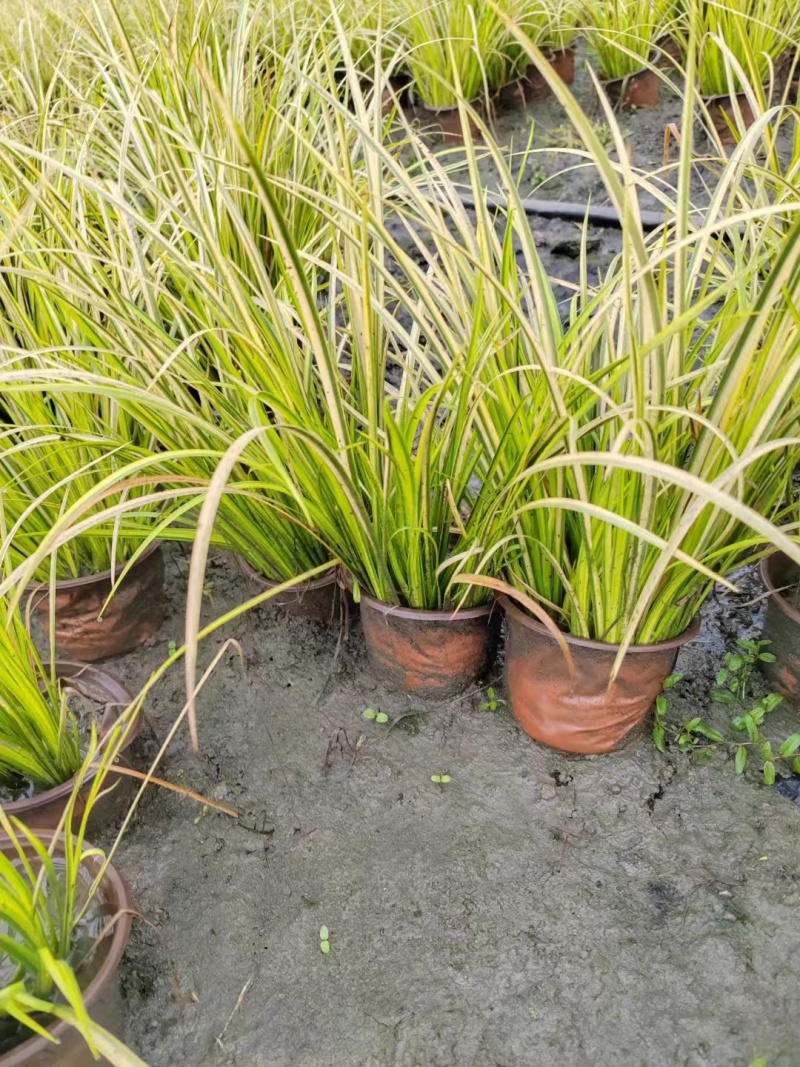 金叶石菖蒲双色杯金叶石菖蒲报价基地价出售大量出售