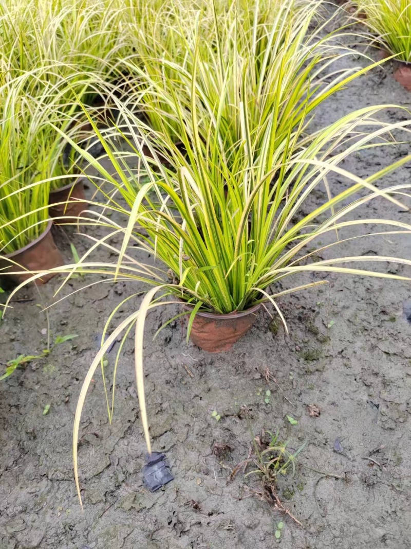 金叶石菖蒲双色杯金叶石菖蒲报价基地价出售大量出售