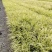 金叶石菖蒲双色杯金叶石菖蒲报价基地价出售大量出售