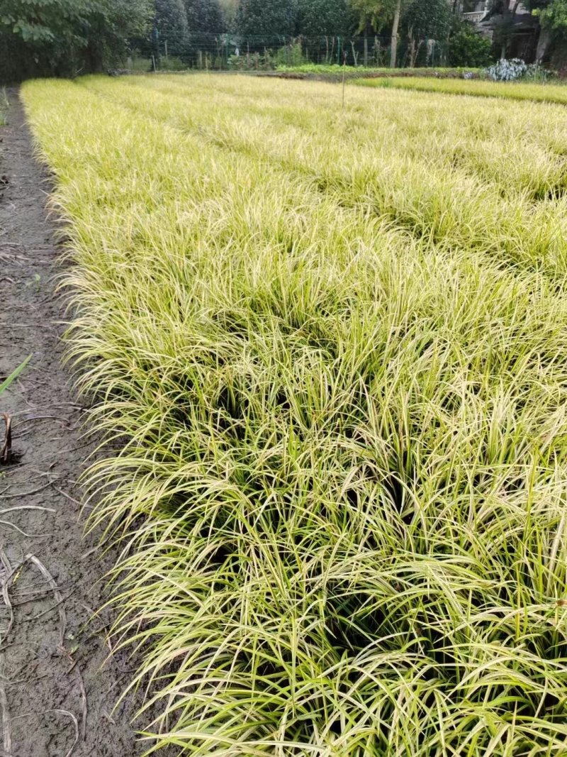 金叶石菖蒲双色杯金叶石菖蒲报价基地价出售大量出售