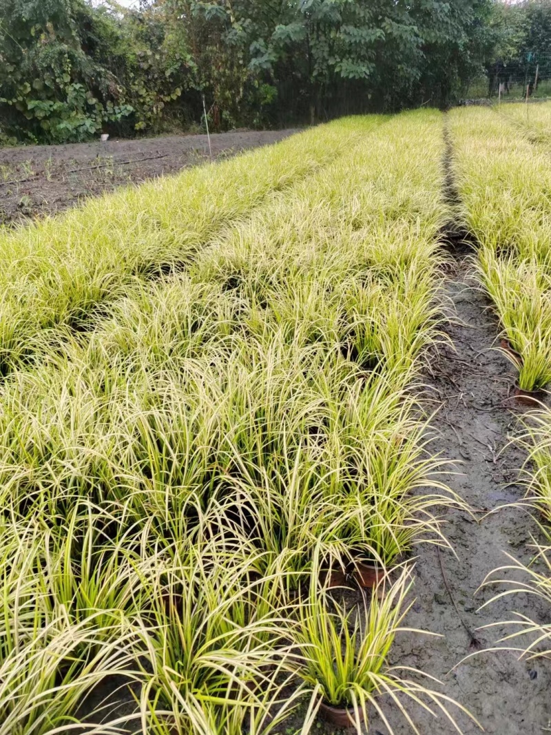 金叶石菖蒲双色杯金叶石菖蒲报价基地价出售大量出售