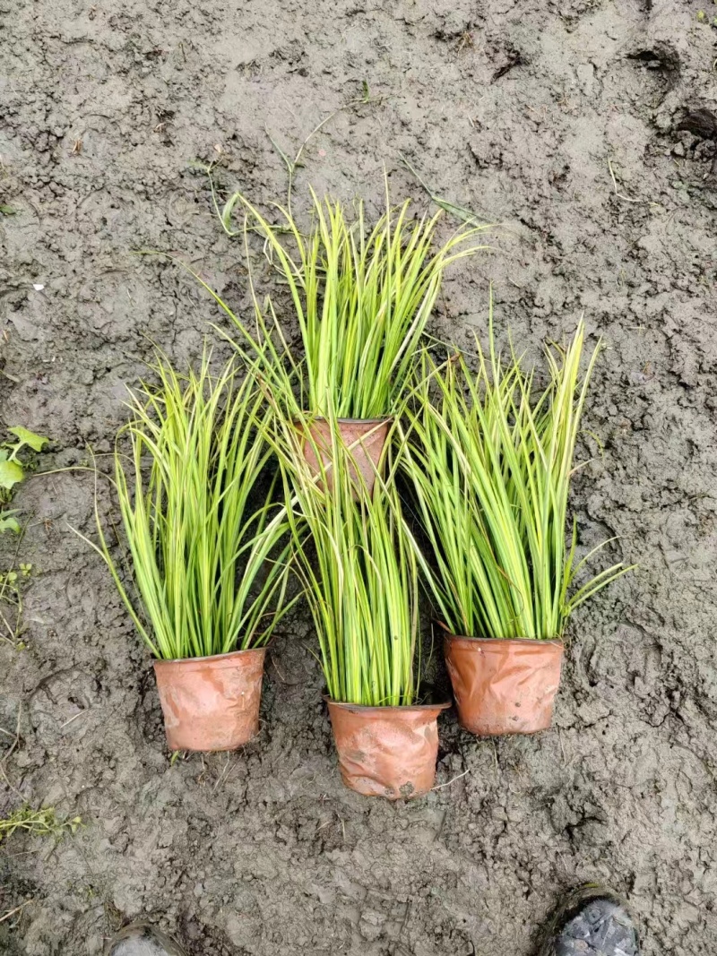 金叶石菖蒲双色杯金叶石菖蒲报价基地价出售大量出售