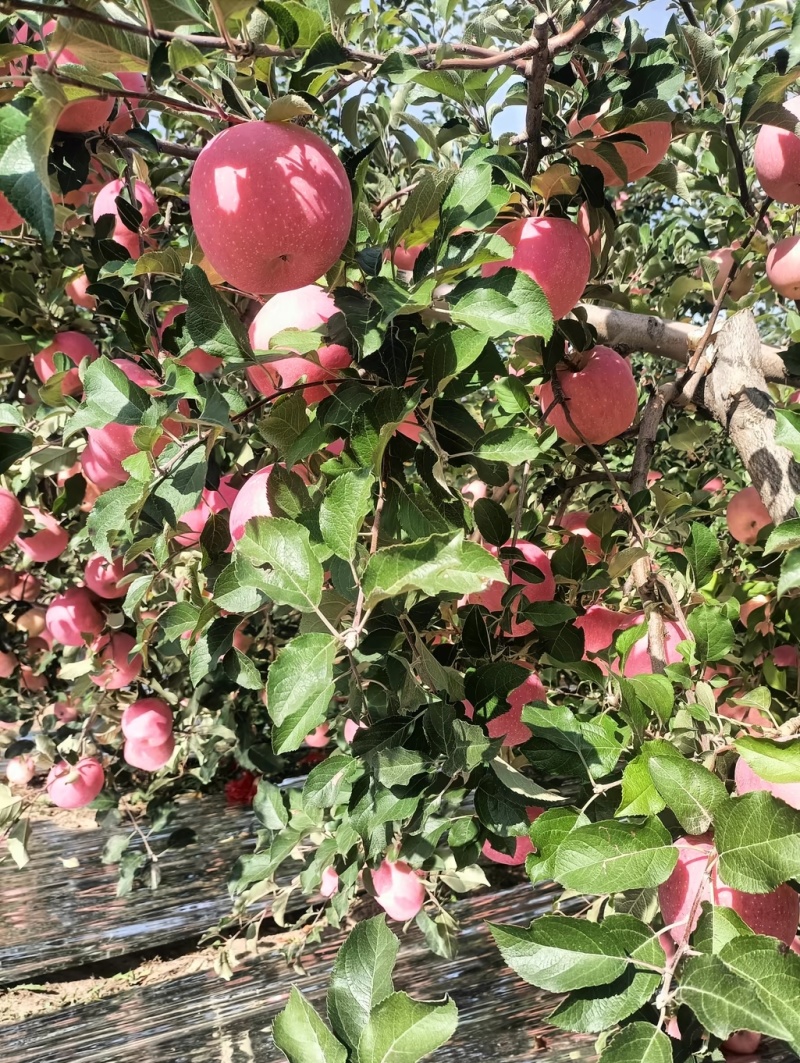 礼县盐关富士苹果，今年产量大，客商收的慢，需要的老联系我
