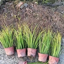 金叶石菖蒲双色杯金叶石菖蒲报价基地价出售大量出售