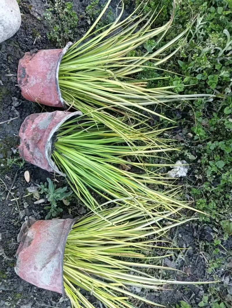 金叶石菖蒲双色杯金叶石菖蒲报价基地价出售大量出售