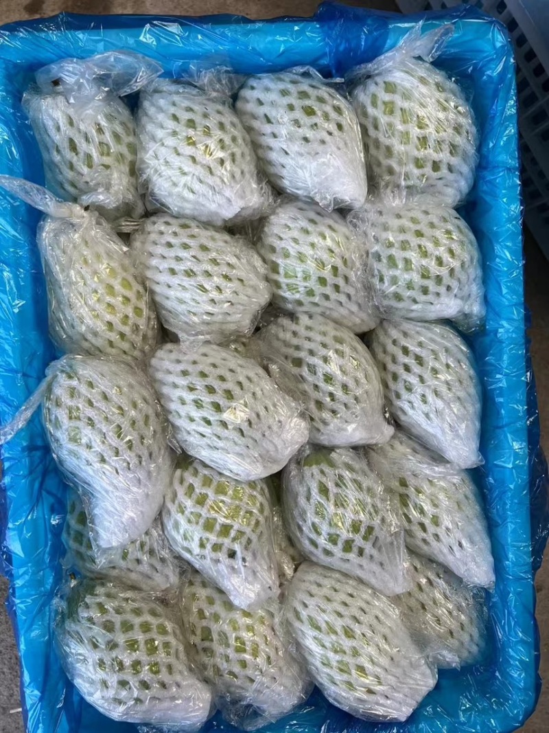 红心芭乐大量有货。