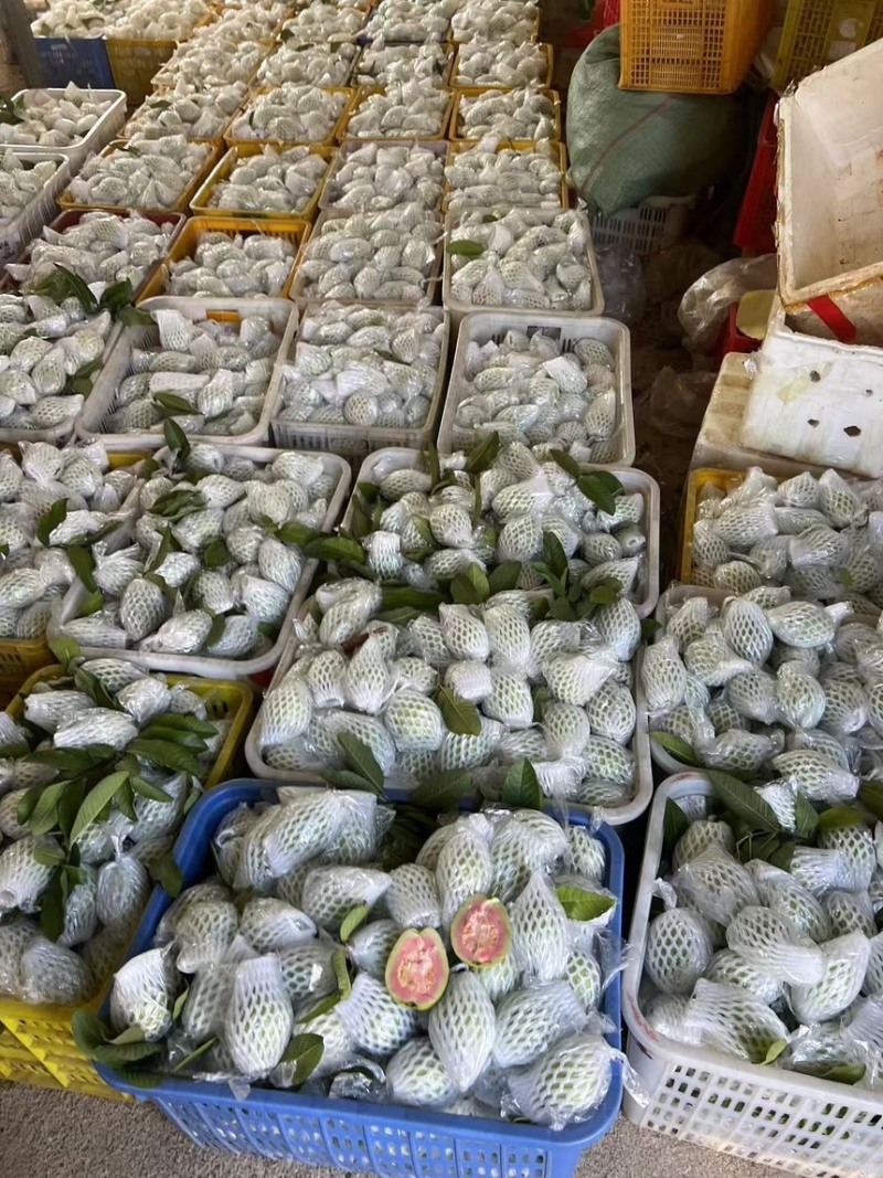 红心芭乐大量有货。