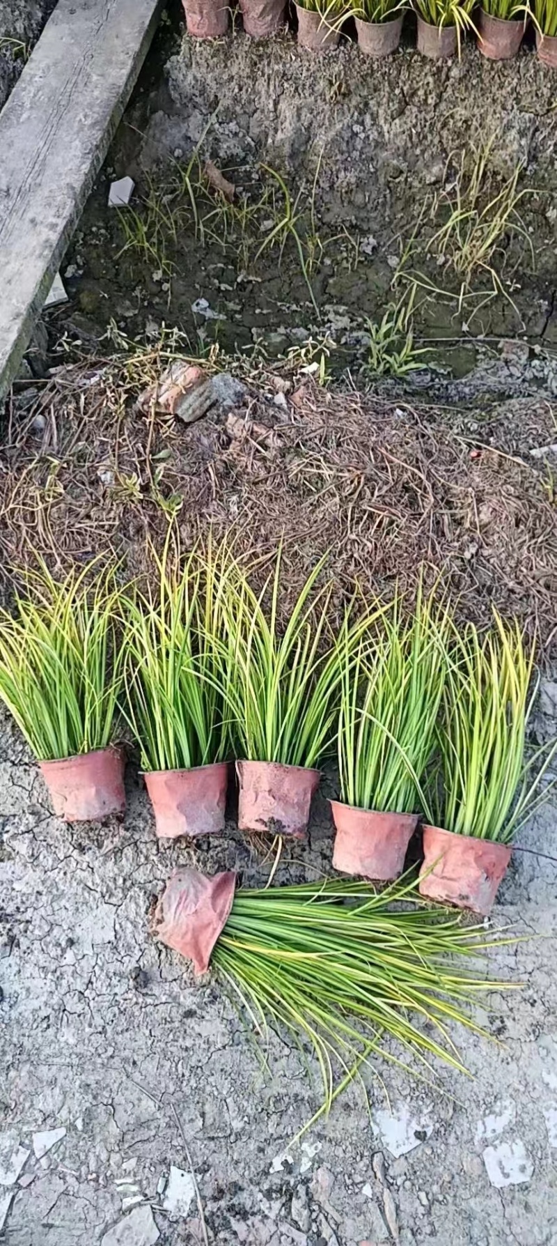 金叶石菖蒲双色杯金叶石菖蒲报价基地价出售大量出售