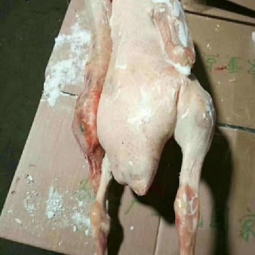 大鹅黄河大鹅，纯干无油，品质保障，欢迎电联