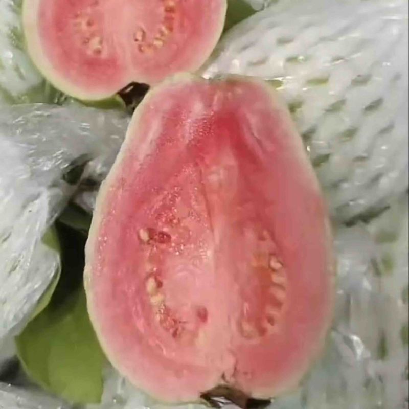 红心芭乐大量有货。
