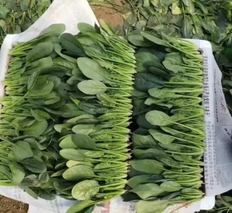 河南菠菜产地直发品质保证可视频看货