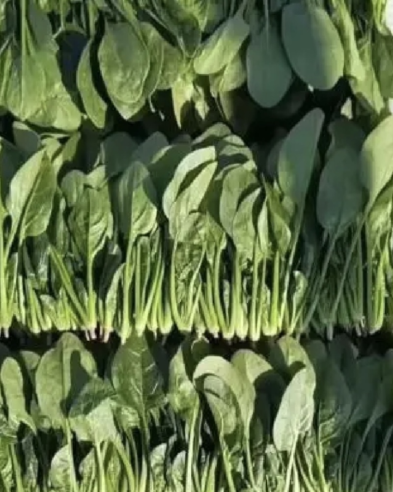 河南菠菜产地直发品质保证可视频看货