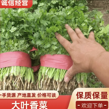 河南大叶香菜产地直发可视频看货对接全国