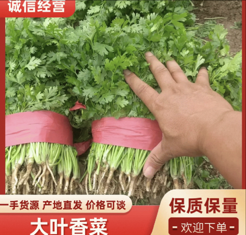 河南大叶香菜产地直发可视频看货对接全国