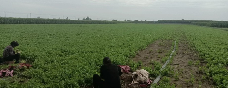 河南大叶香菜产地直发可视频看货对接全国