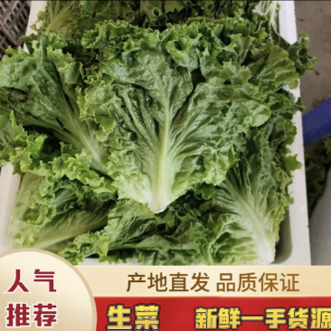 河南意大利生菜可视频看货对接全国