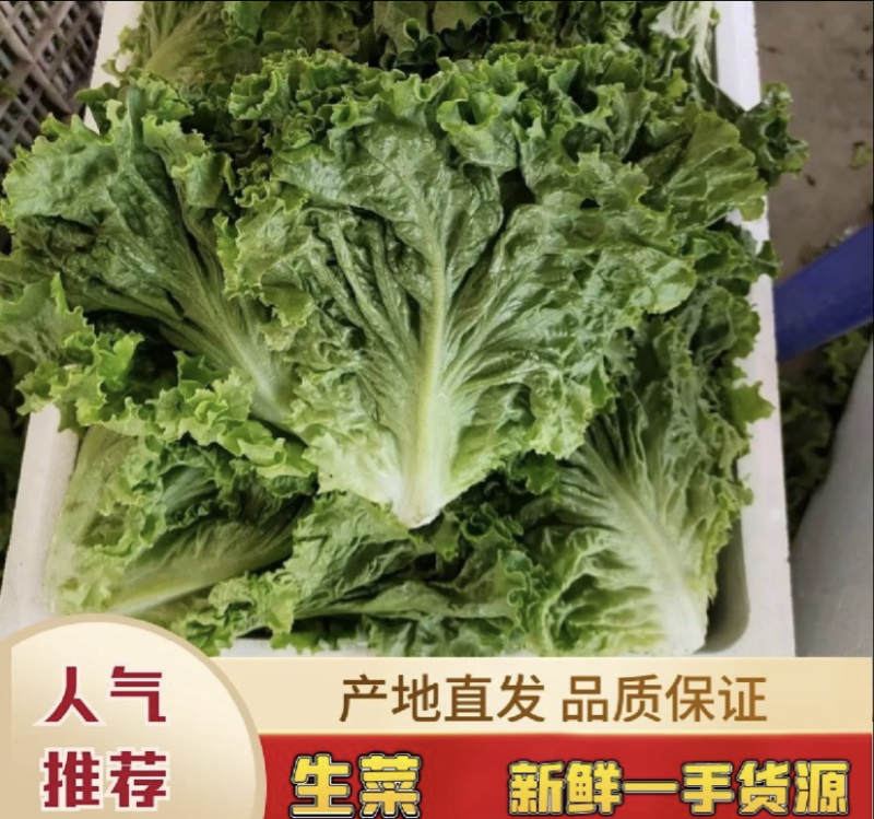 河南意大利生菜可视频看货对接全国