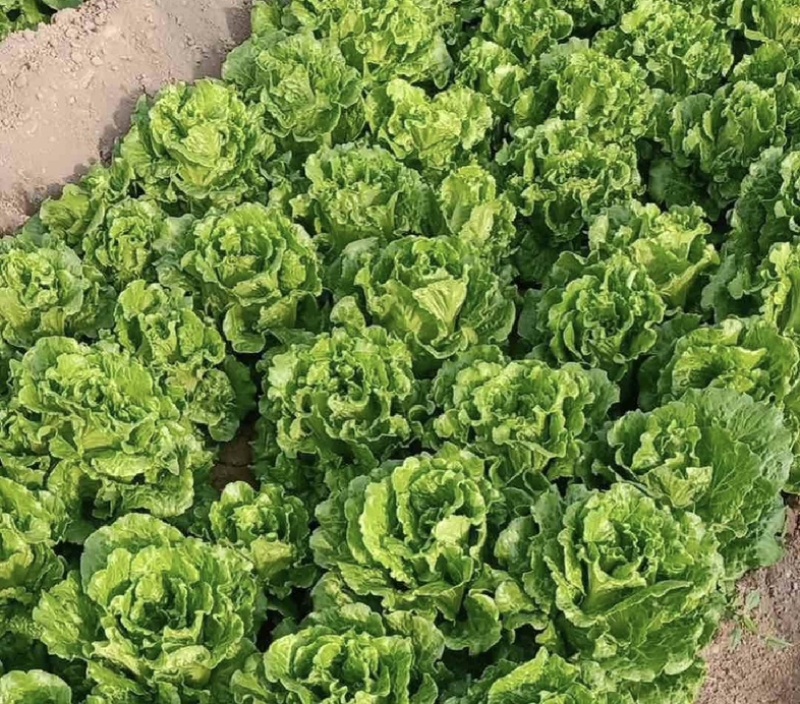 河南意大利生菜可视频看货对接全国