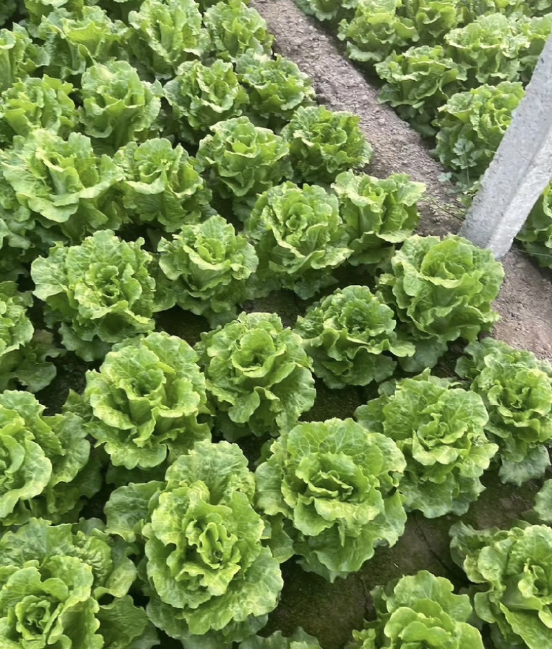 河南意大利生菜可视频看货对接全国