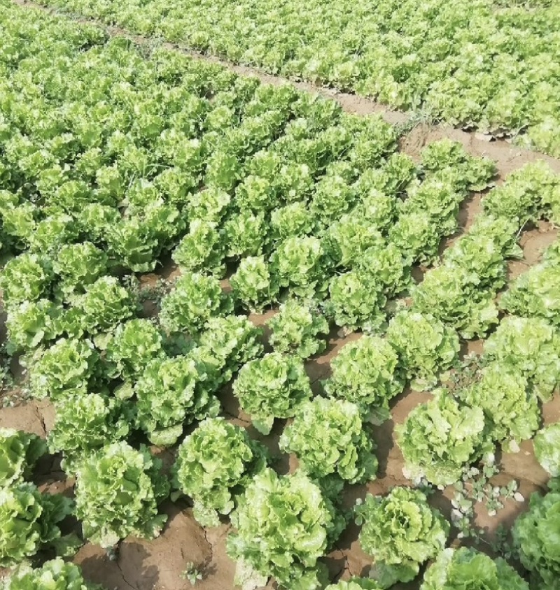 河南意大利生菜可视频看货对接全国