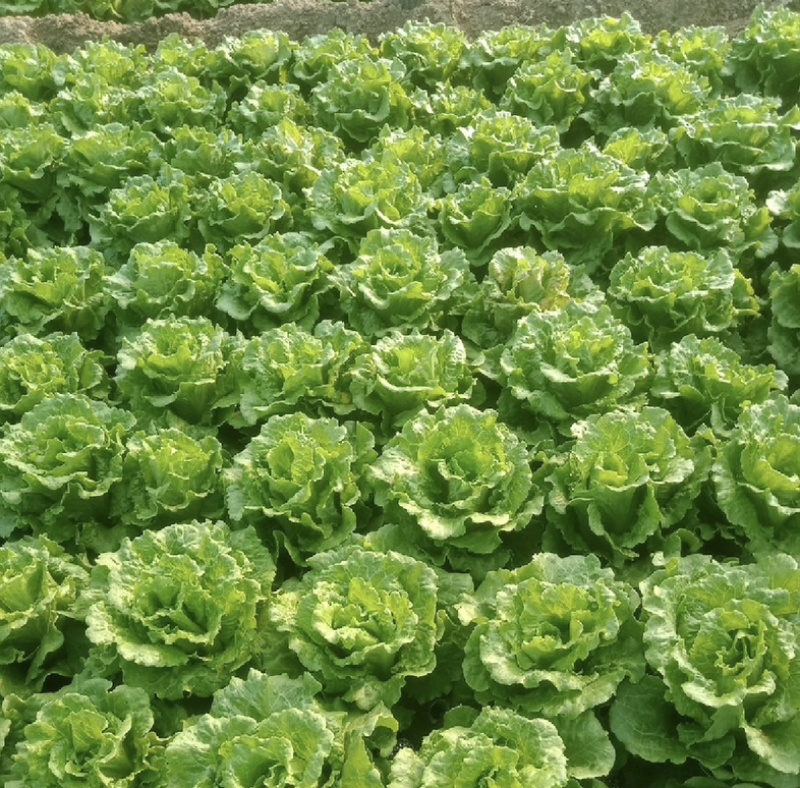 河南意大利生菜可视频看货对接全国