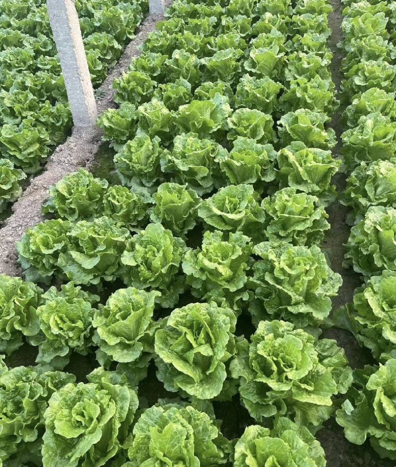 河南意大利生菜可视频看货对接全国