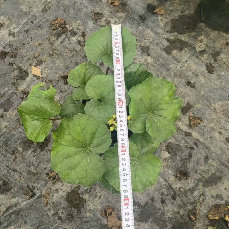 出售大吴风草26杯量大从优，性价比高可视频看货