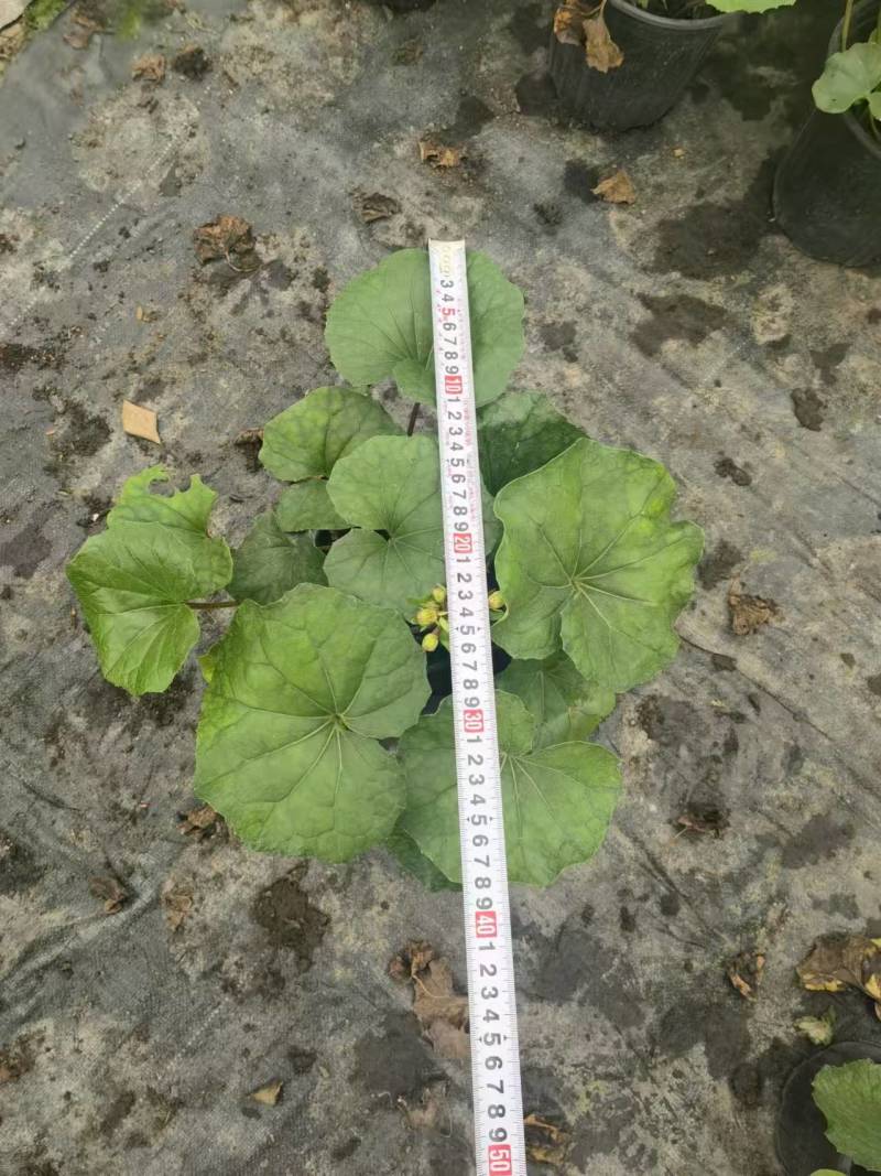 出售大吴风草26杯量大从优，性价比高可视频看货