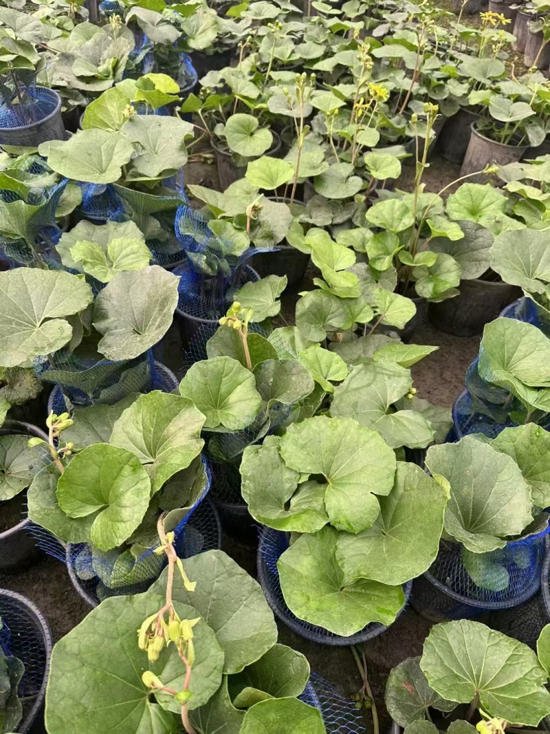 出售大吴风草26杯量大从优，性价比高可视频看货
