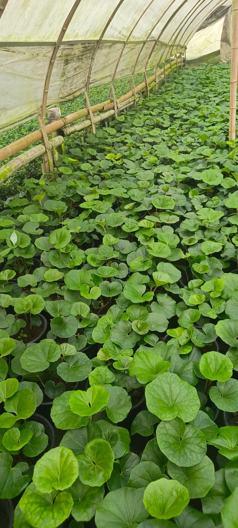 出售大吴风草26杯量大从优，性价比高可视频看货