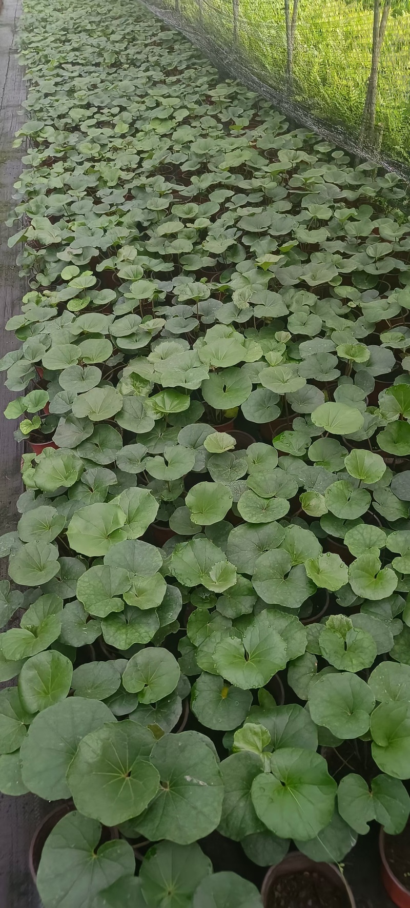出售大吴风草26杯量大从优，性价比高可视频看货