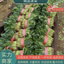 【今日推荐】河南大叶菠菜产地直发/全国发货/可视频看货