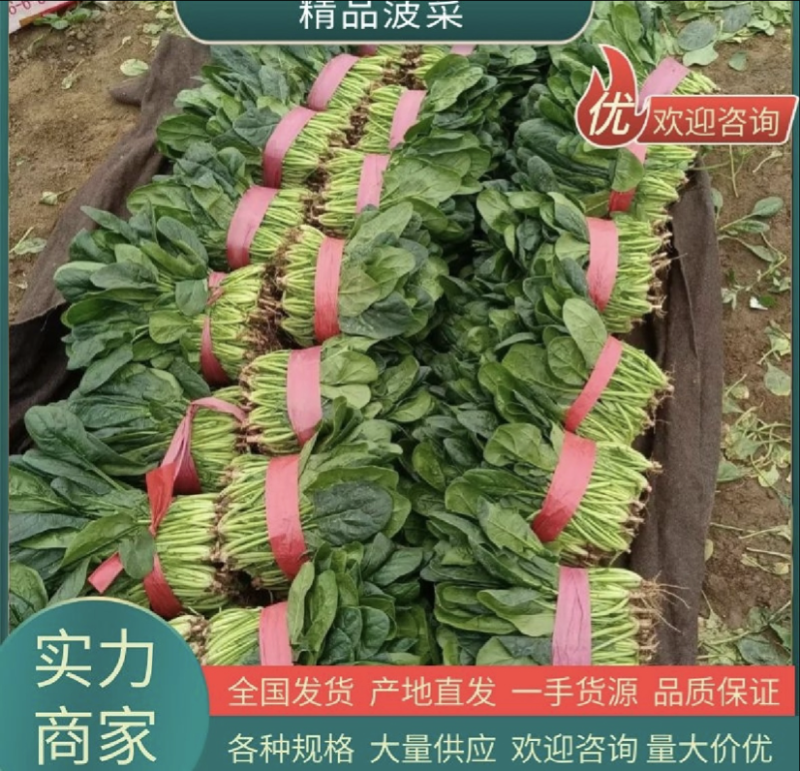 【今日推荐】河南大叶菠菜产地直发/全国发货/可视频看货