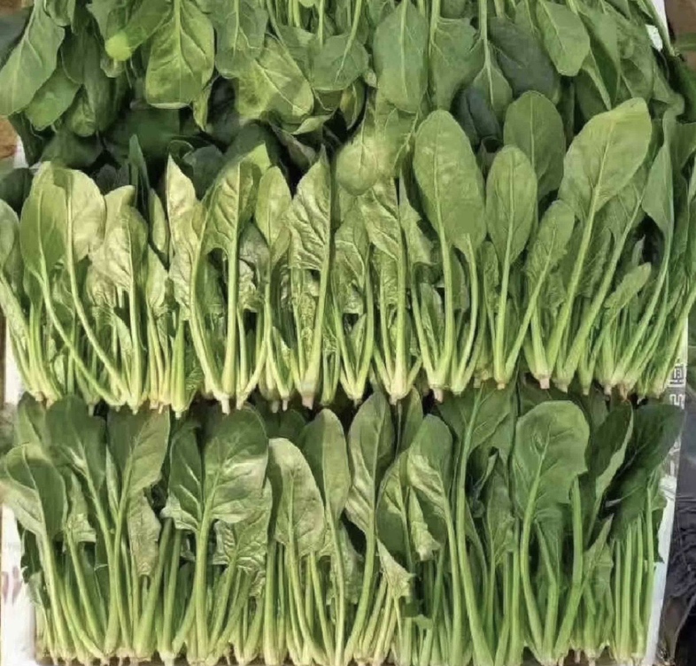 新鲜深绿色大叶菠菜特写