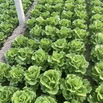 【推荐】河南意大利生菜大量供应保质保量诚信经营量大价优