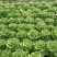 意大利生菜大量供应基地直供保质保量量大价优全国发货