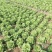 意大利生菜大量供应基地直供保质保量量大价优全国发货
